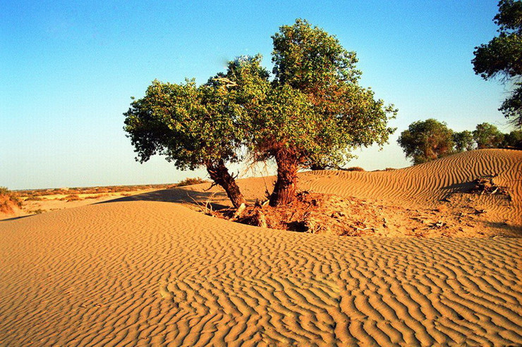 古河以南,是中国第二大沙漠,同时也是中国面积最大的固定,半固定沙漠