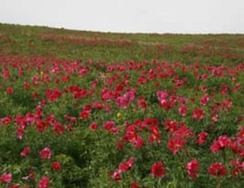 塔城裕民山花节3日游