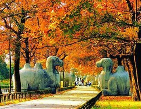 单飞单卧品质游：华东五市+水乡“乌镇”、木渎8日游